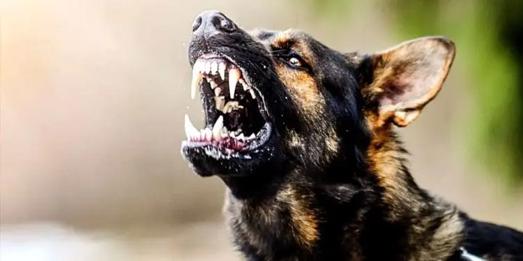 Sokak köpekleri ölüm saçıyor.