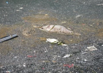 İzmir’de pis koku her yeri sardı