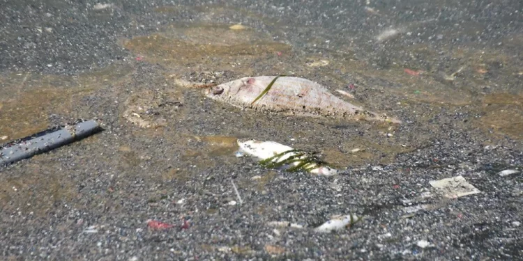 İzmir’de pis koku her yeri sardı